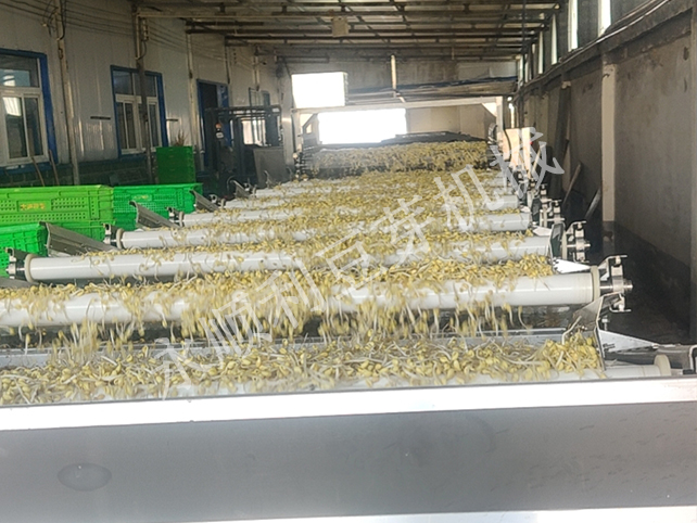 米禾孫總日產80噸豆芽菜生產線